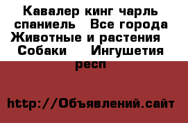Кавалер кинг чарль спаниель - Все города Животные и растения » Собаки   . Ингушетия респ.